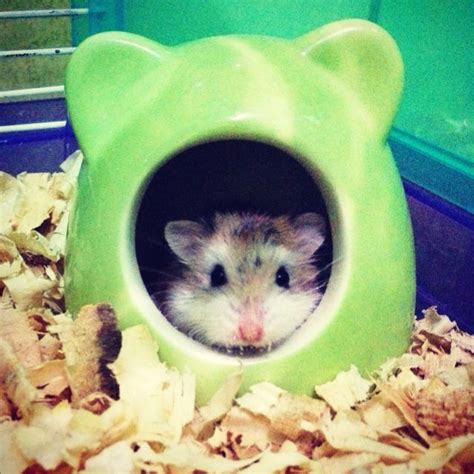 Now this is probably the most fit hamster i've ever seen(and is very crazy)lol. 21 best Hamster Hideouts and Houses images on Pinterest