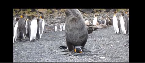 Anorak News Seals Filmed Raping And Killing Penguins