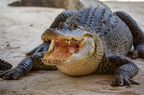 Florida Alligators Caught Eating Second Corpse In A Week