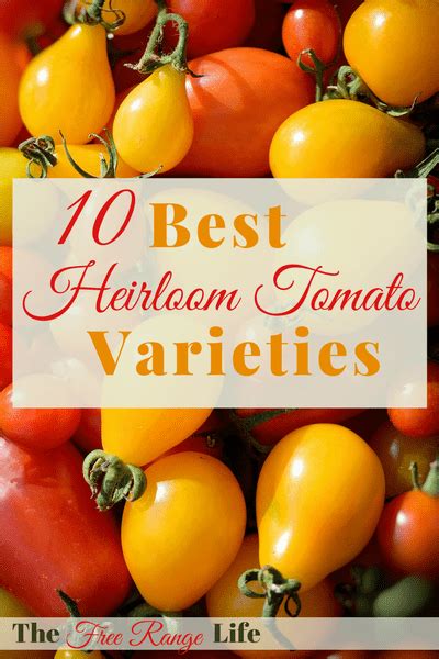 The Best Heirloom Tomato Varieties The Free Range Life