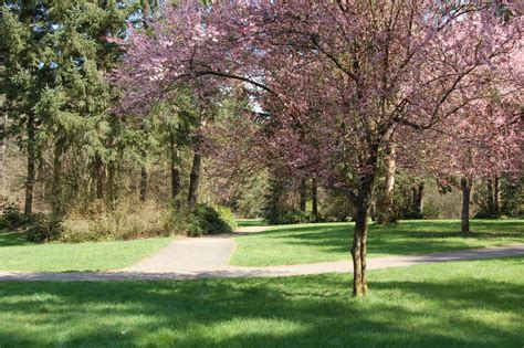 Pink Tree With Path In Park By Happeningstock On Deviantart