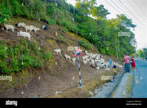 Pokhara Nepal September 04 2017 Shepherd Take Care Of Flocks Of Goats Going Along The