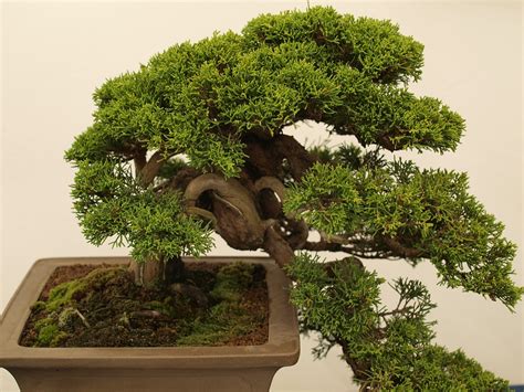 Fruit trees, with adequate care and maintenance, will grow and produce fruit even in a container environment. How To Water A Bonsai Plant