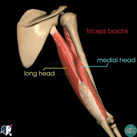 Nervus cutaneus brachii lateralis. Brachialis. M. Сухожилие bicipitis brachii. Cephalica и v basilica.
