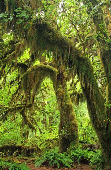 Hoh Rainforest Washington State 3334×5090 Wallpaperable