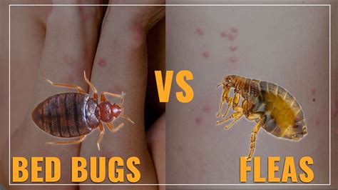 How To Tell The Difference Between A Flea And Bed Bug Bites