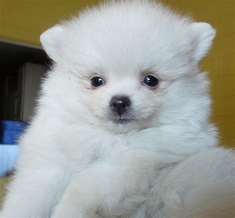 Check spelling or type a new query. Cute Puppy Dogs: White Pomeranian Puppies
