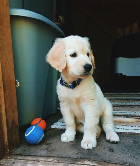 Puppyfinder.com is your source for finding an ideal golden retriever puppy for sale in usa. Golden Retriever puppy, Thor via @KaufmannsPuppy (With ...