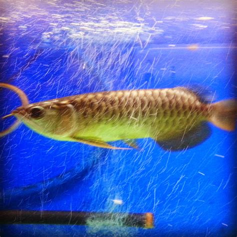 We did not find results for: IKAN KELISA MALAYSIAN GOLDEN - INILAH REALITI BUKAN FANTASI