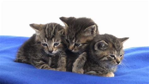Three Cute Baby Tabby Kittens Sleeping On Blue Blanket With White