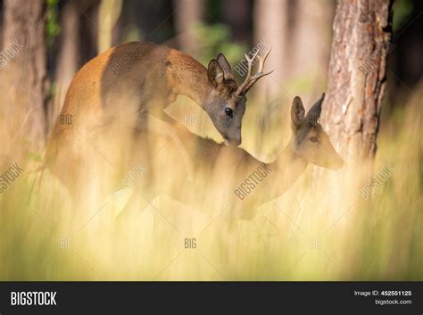 Mating Roe Deer Buck Image And Photo Free Trial Bigstock