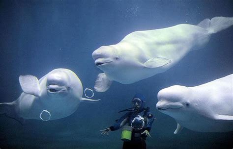 Thehillwoodherald What Do You Know About Beluga Whales