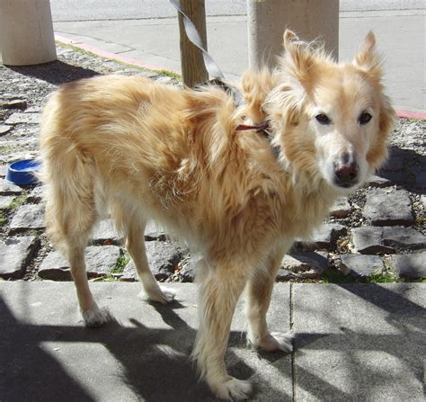 Dog Of The Day Dancer The Golden Retrieverhusky Mix The Dogs Of San