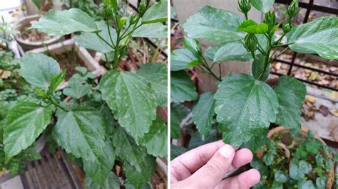 This may make you think the. Black spots on Hibiscus plant leaves - What to do? | The ...