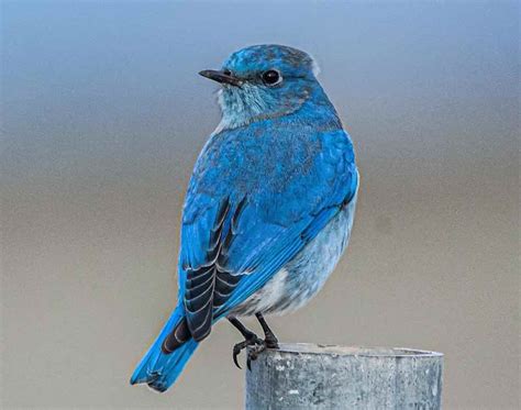 The Ultimate List Of Blue Colored Birds In The Us And Canada On The Feeder