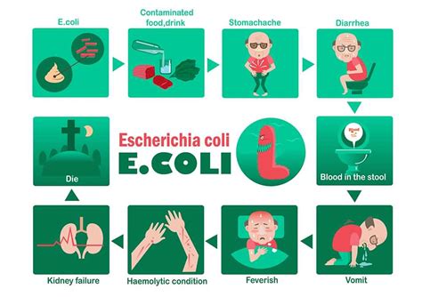 E Coli Symptoms 14 Warning Signs Symptoms Of E Coli Healthella
