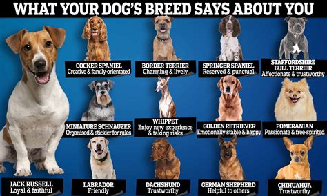 Whats The Cleanest Dog Breed For Your Home