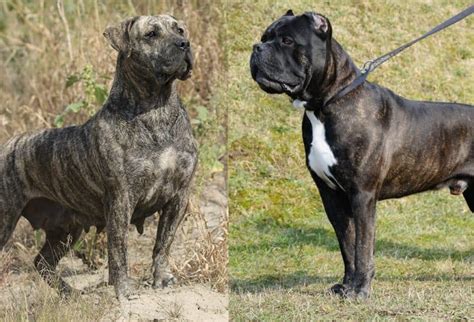 Presa Canario Vs Cane Corso Whats The Difference Between These Dogs