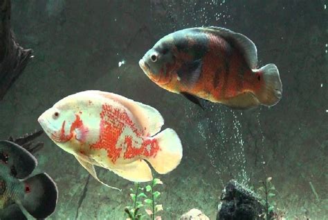 Mungkin kita semua sudah tidak asing meskipun ikan oscar ini tidak sepopuler ikan hias lain seperti cupang, mas koki, arwana. Mengenal Ikan Oscar Secara Detail