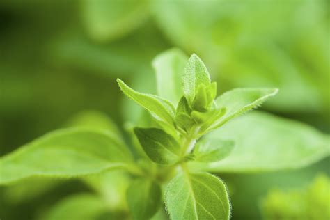 These ground oregano are unmissable cheat codes. Using Ground Covers in Vegetable Gardens