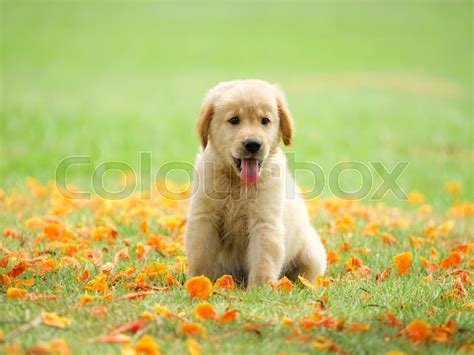 Cute Puppy Golden Retriever Sitting In Stock Image Colourbox