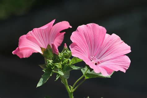 Malva Flores Rosadas Foto Gratis En Pixabay Pixabay