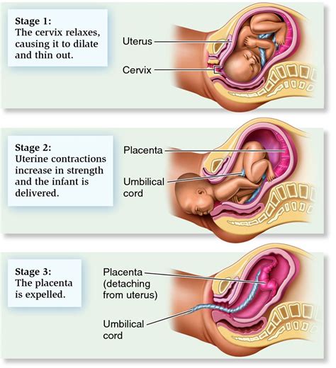 Local transmission from positive cases stage 3 : Stages Of Labor & Birth: What`s Essential To Know?