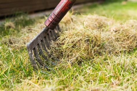 How often to dethatch your lawn. When to Dethatch and Aerate Your Lawn - ProGardenTips