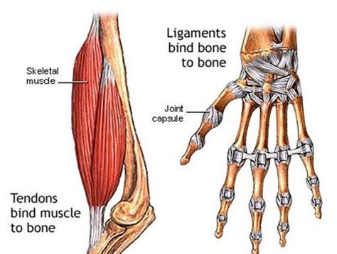 Difference Between Tendon And Ligament Md