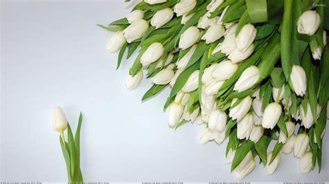 White Tulips Wallpaper Beauty Walpaper