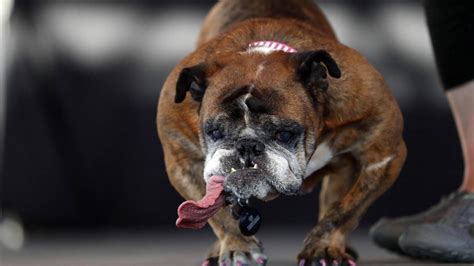 Check spelling or type a new query. How to encourage a male dog to mate