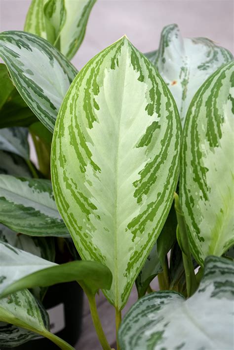 Silver Bay Chinese Evergreen Aglaonema Silver Bay In Search Our