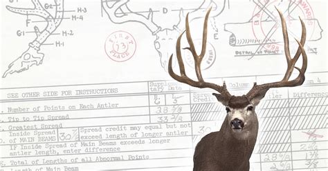 The Stories Behind The Prettiest Typical Mule Deer Of All Time