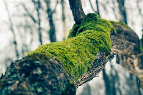 Green Moss Moss Branch Trees Nature Hd Wallpaper Wallpaper Flare