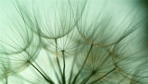 By reducing the number of alleles in in fungi, the process of forming a zygote is a little different, because fungi have somewhat different lifecycles. What Does a Zygote in Plants Develop Into? | Sciencing
