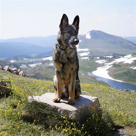Do dutch shepherds make good pets? 10 Reasons You Do NOT Want a German Shepherd Dog - German ...