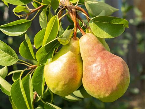 We did not find results for: 14 Dwarf Fruit Trees to Create a Mini-Orchard on Your Patio