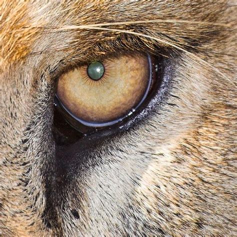 Pin By Ashley Lehenbauer On Animal Resources Lion Eyes Eyes Artwork