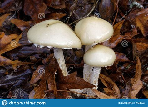 Stropharia Ambigua Mushrooms Standing On Forest Floor Stock Photo