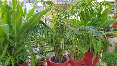 How To Prune Areca Palm Fun Gardening Youtube