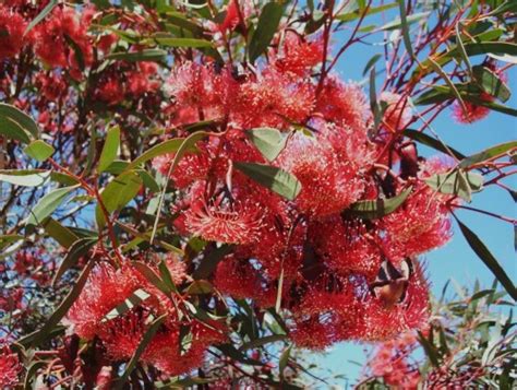 They are also very hardy and drought tolerant. Frost Hardy Plants Archives | Page 3 of 7 | Mallee Native ...