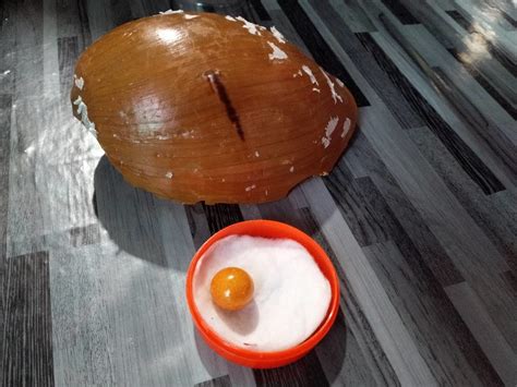 ไข่มุกเมโล ตอนนี้เป็นกระแสในโซเชียลอย่างมาก เริ่มต้นจากที่หนุ่มโชคดีรายหนึ่งไปซื้อหอยกระโจงโดง ที่ชายหาดเมืองคอน มาในราคาตัวละ 50 บาท แล้ว. แห่ขอซื้อราคา 6 หลัก หนุ่มรถบรรทุกยังไม่ขาย'มุกเมโล' ขอส่ง ...