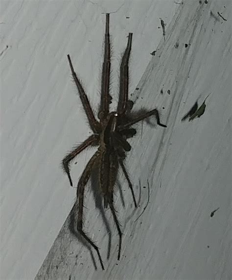 Spiders In Ohio Species And Pictures