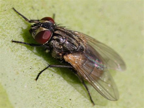 How high can cockroaches fly? Free Stock Photo in High Resolution - Fly - Insects