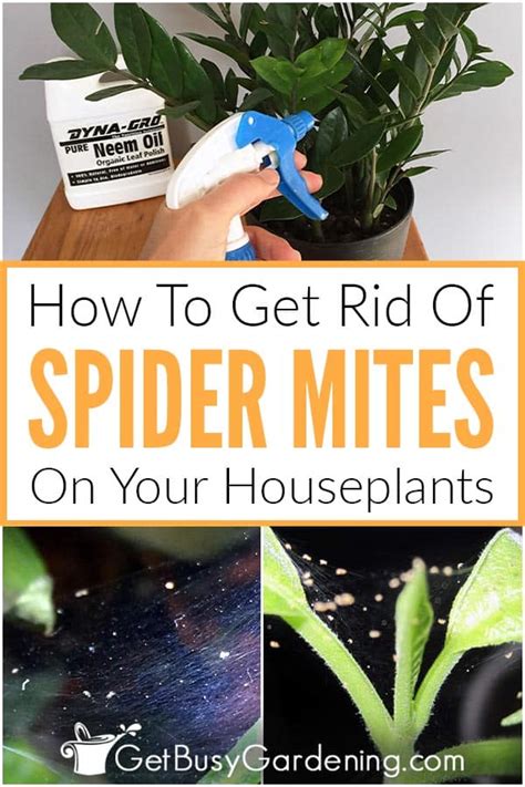 How To Get Rid Of Spider Mites On Indoor Plants For Good Get Busy