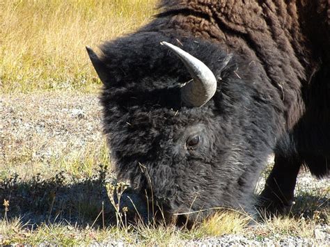 Buffalo Bison Yellowstone Free Photo On Pixabay Pixabay