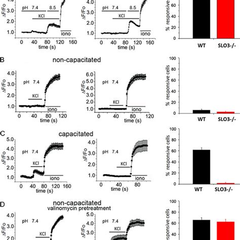 Intracellular Calcium Changes In Response To Kcl In Wt And Mutant Slo3