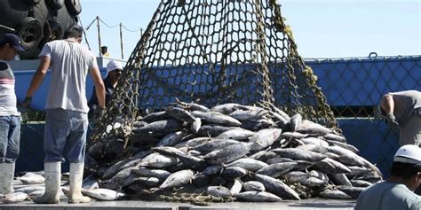 México Alcanza Certificación Internacional En La Pesca De Atún