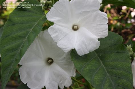 Plantfiles Pictures Ipomoea White Morning Glory Bush Alba Ipomoea