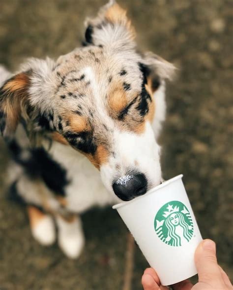 10 Dogs Addicted To Starbucks Puppuccinos